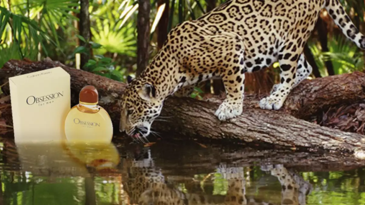jaguar calvin klein