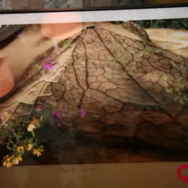 Aspectos Subasta Festival de Sabor