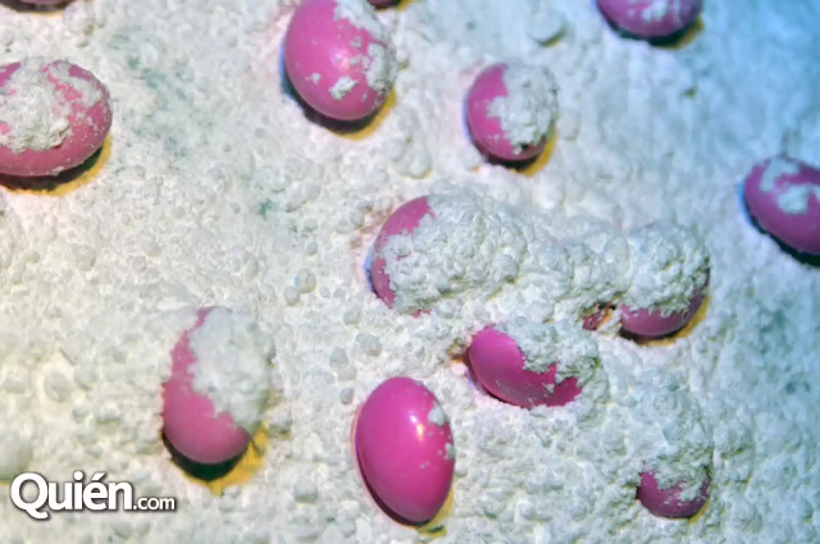 Festival Food and Wine por Pronatura