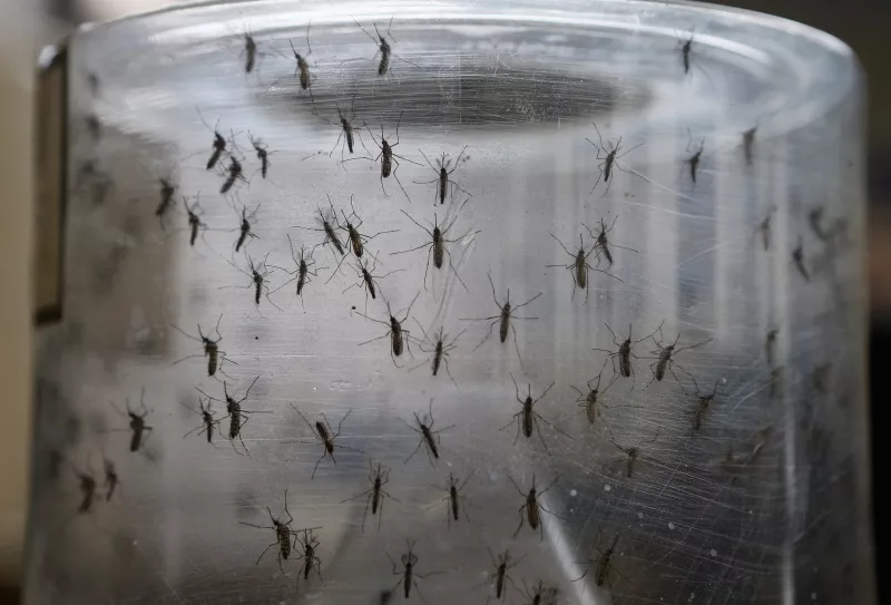 El mosquito 'Aedes aegypti' transmite también el dengue.