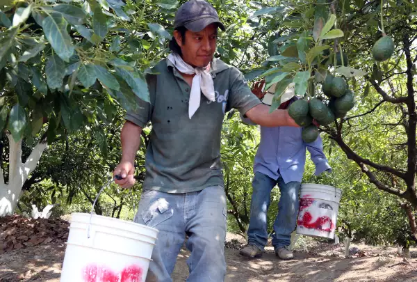 MEXICO-US-BORDER-AVOCADO