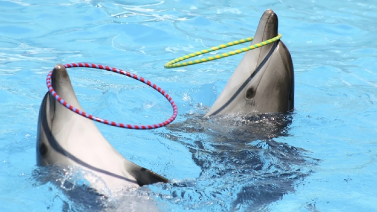 delfines