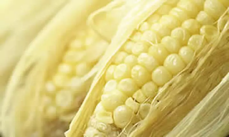 Maíz (Foto: Photos to Go)