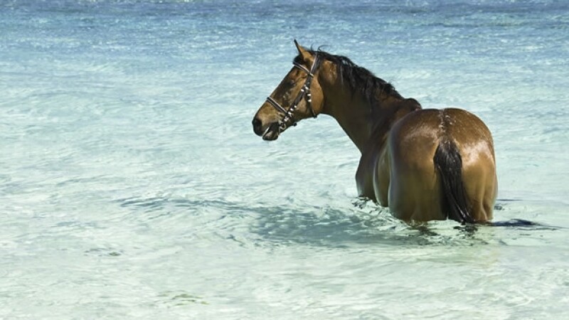 Sol Arena Y Mar Asi Vacacionan Los Mejores Caballos De Carreras