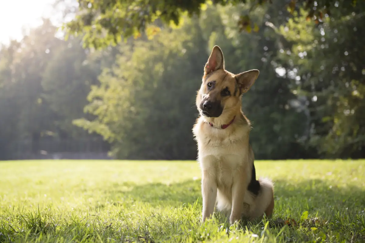 Los perros sí entienden a los humanos afirma un estudio