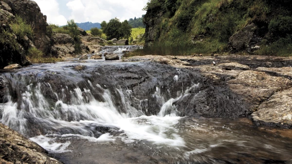 Recuperar los bosques para vivir