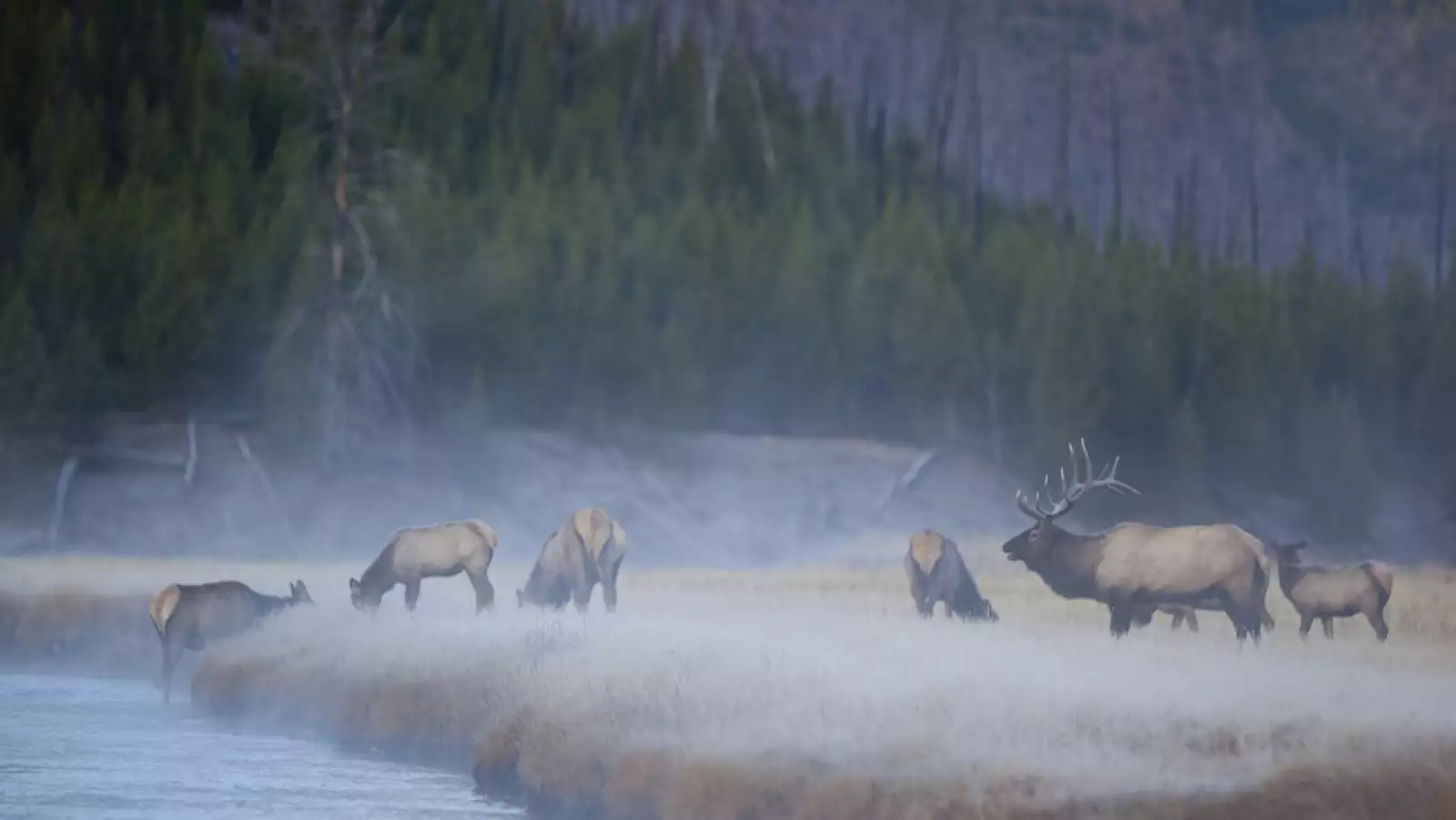 Yellowstone national Park