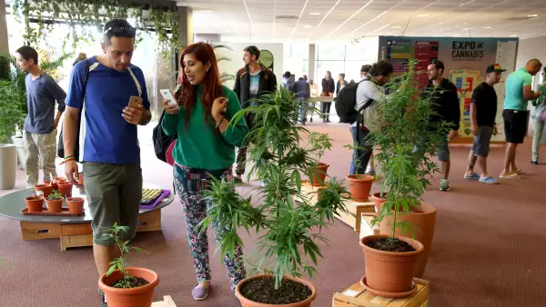 La gente observa las plantas de marihuana mientras visita el foro "Expo Cannabis" en Montevideo, el 5 de diciembre de 2015. Los expositores venden semillas, diferentes tipos de suelos y otra parafernalia de marihuana.