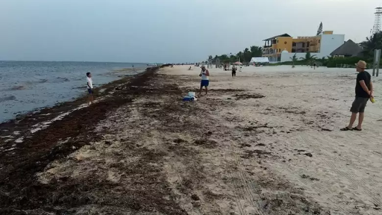 acumulaci�n de sargazo 3