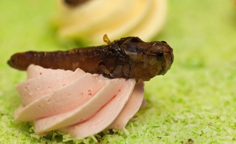 Insectos libro