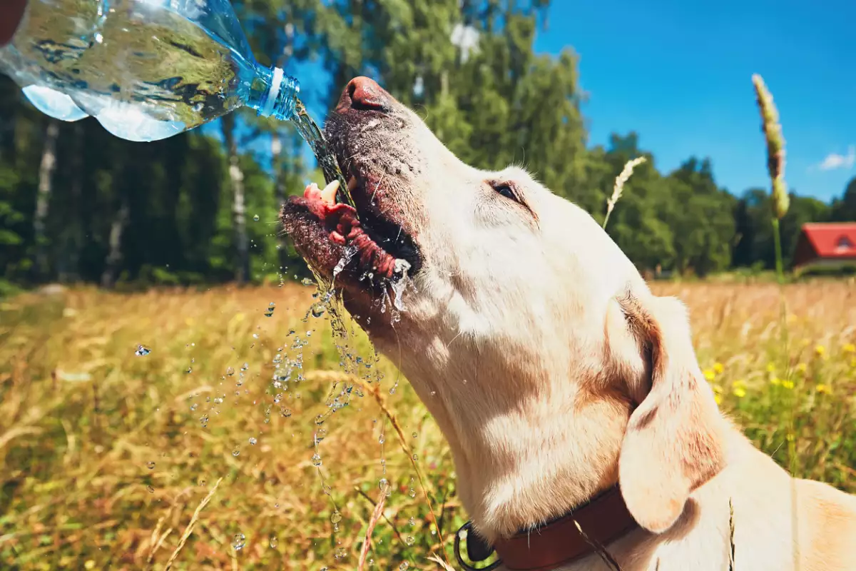 Foto de un perro golden retriever bebiendo agua en medio de un campo.