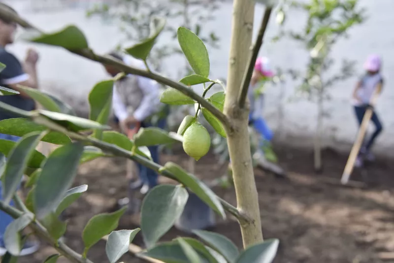 Limoneros en Michoacán se van a paro en dos municipios por violencia