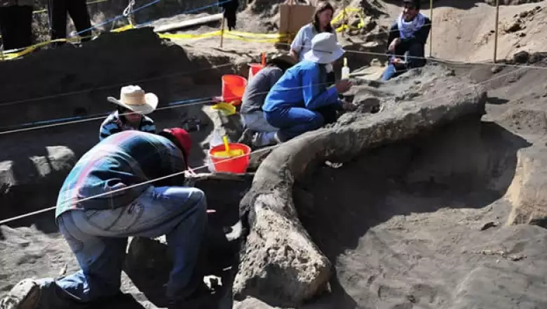 fosil de mamut en milpa alta