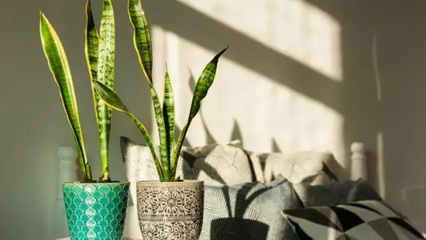 Sansevieria in ceramic pots.