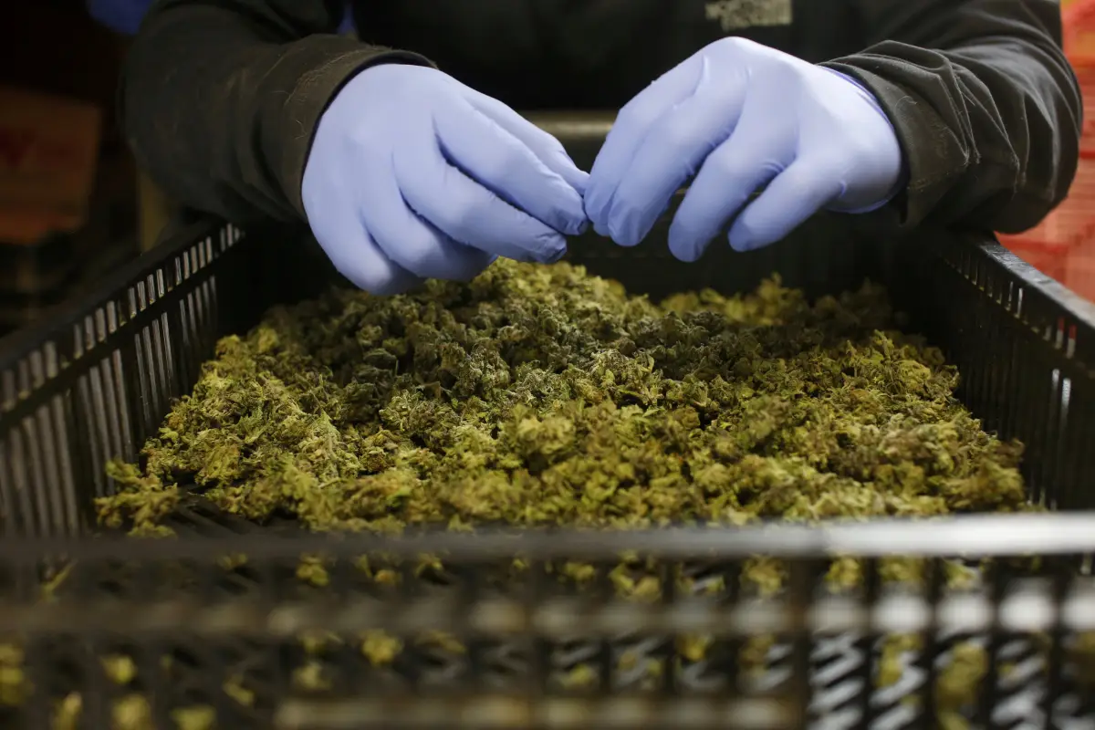 Farmacias Magistrales Aurora Cannabis compra