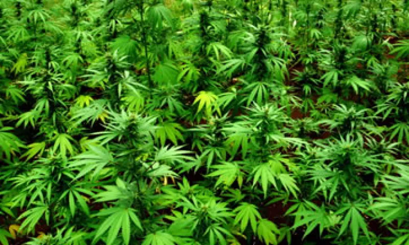 Desde el primer día de legalización de la hierba verde se mostró una alta demanda de la droga. (Foto: Getty Images)