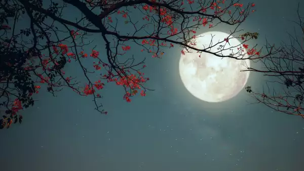 ¿Cuándo es la Luna llena de mayo de 2025? Curiosidades de la Luna de Flores