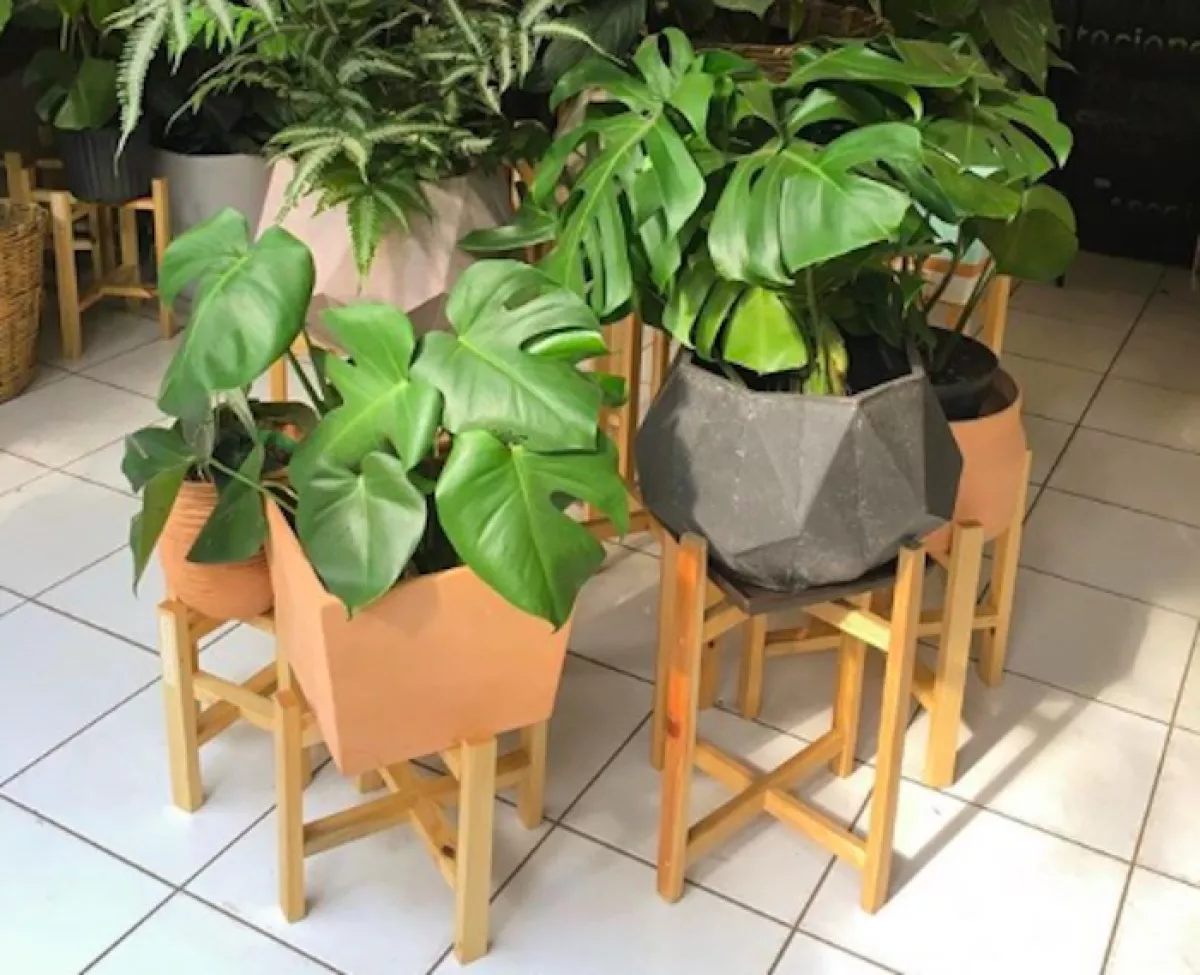 flor-y-barro-plantas