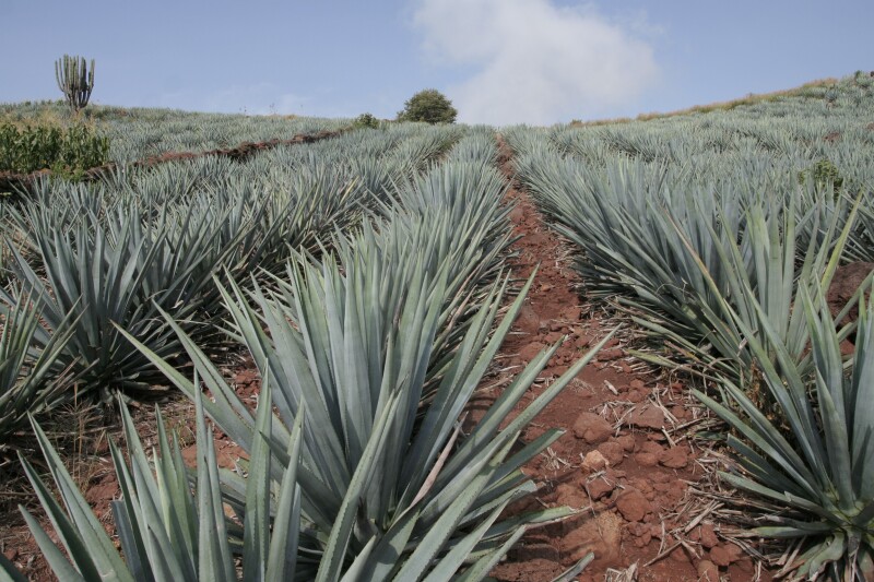 Hacienda