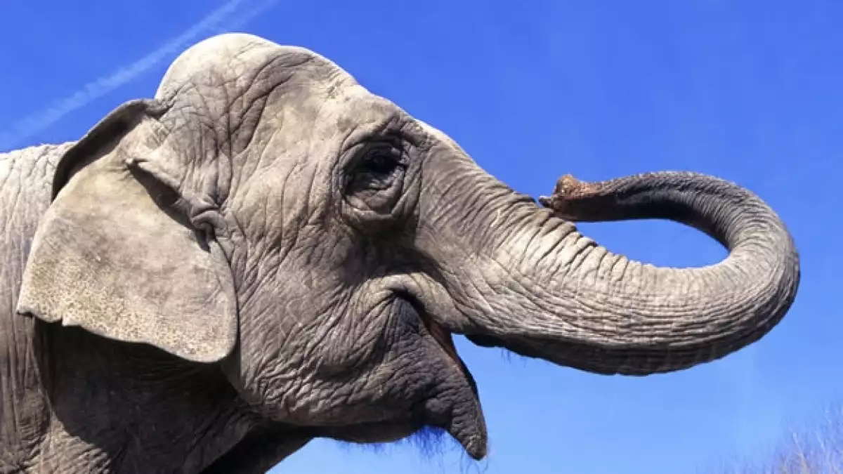 rostro de un elefante