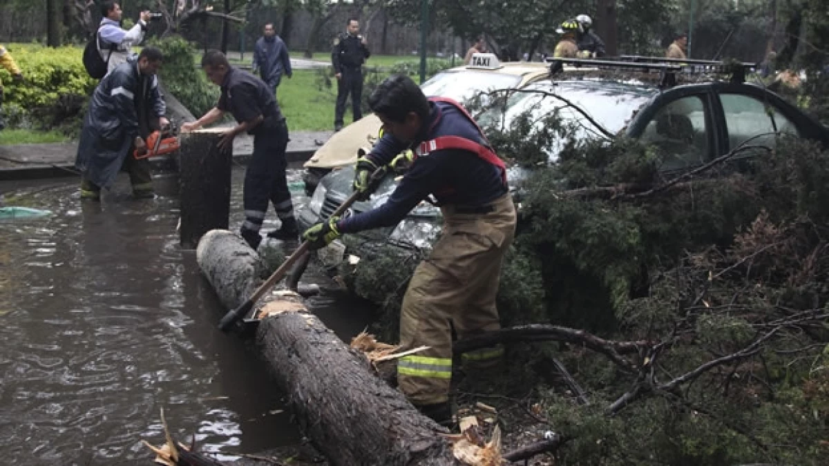 La fuerte lluvia y a las ráfagas de viento que azotó a la Ciudad de México, provocó la caída de árboles sobre automóviles en diversas zonas