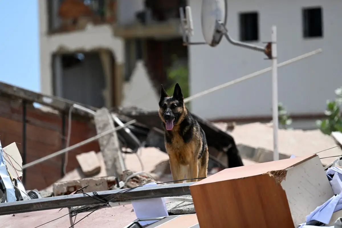 Un perro de rescate español busca posibles víctimas en los escombros de un edificio derrumbado en Catia La Mar, estado de La Guaira, Venezuela, el 28 de junio de 2026, tras los terremotos.