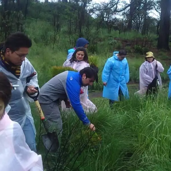 irpt-reforestacion1