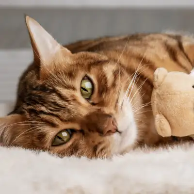 mtos-verdades-gatos