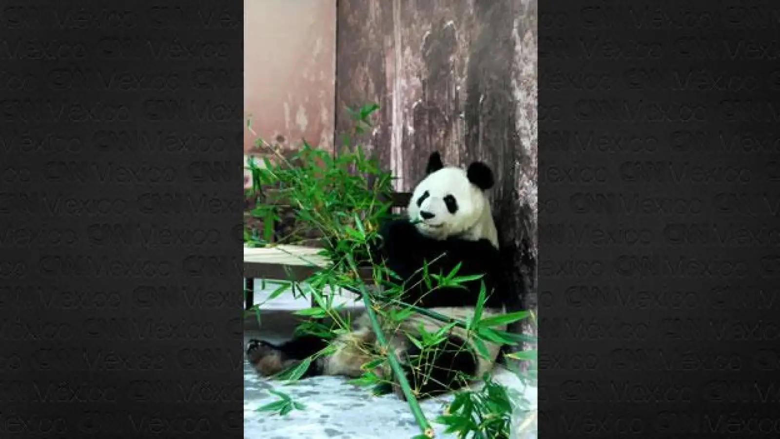 Panda Shuan Shuan