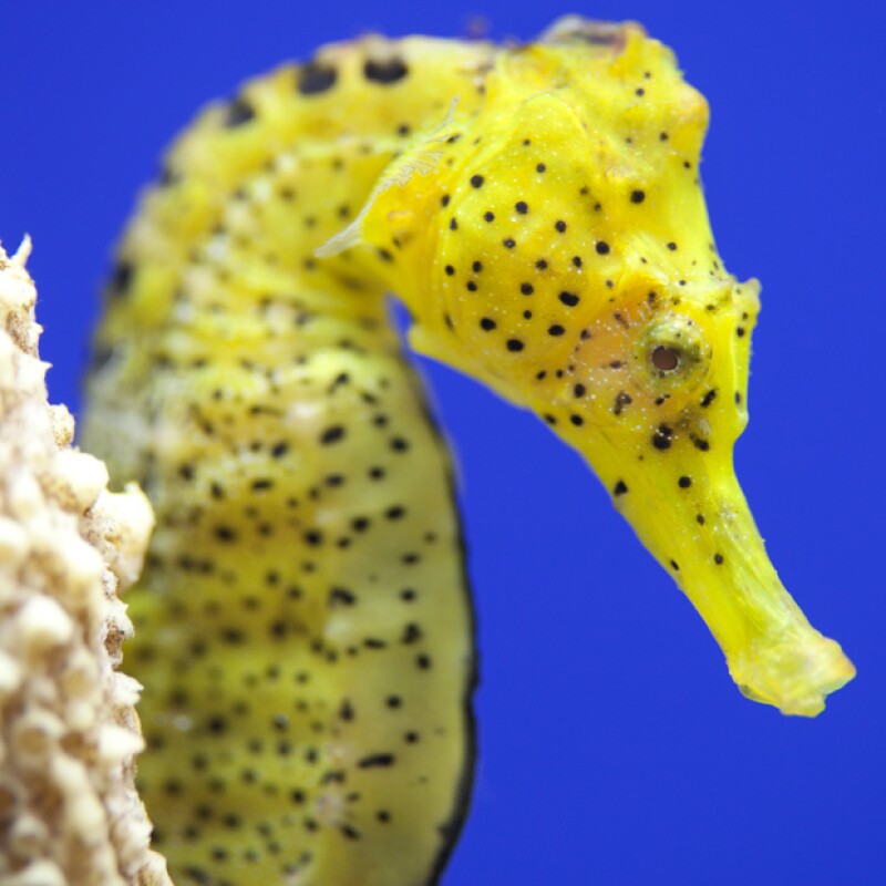Caballitos de mar