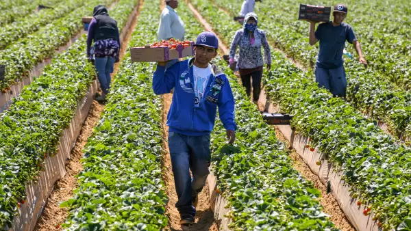 El campo mexicano será el ganador con el nuevo TLCUEM