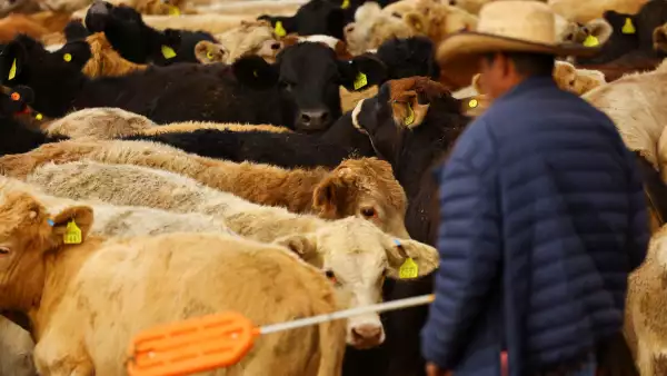 El gusano barrenador regresa tras 30 años y pone en jaque a la ganadería mexicana