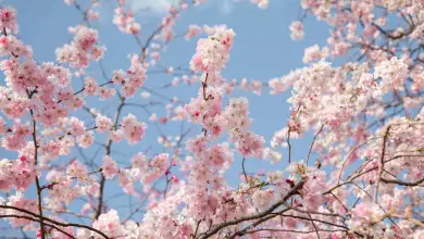 Cherry blossom flowers and sunshine