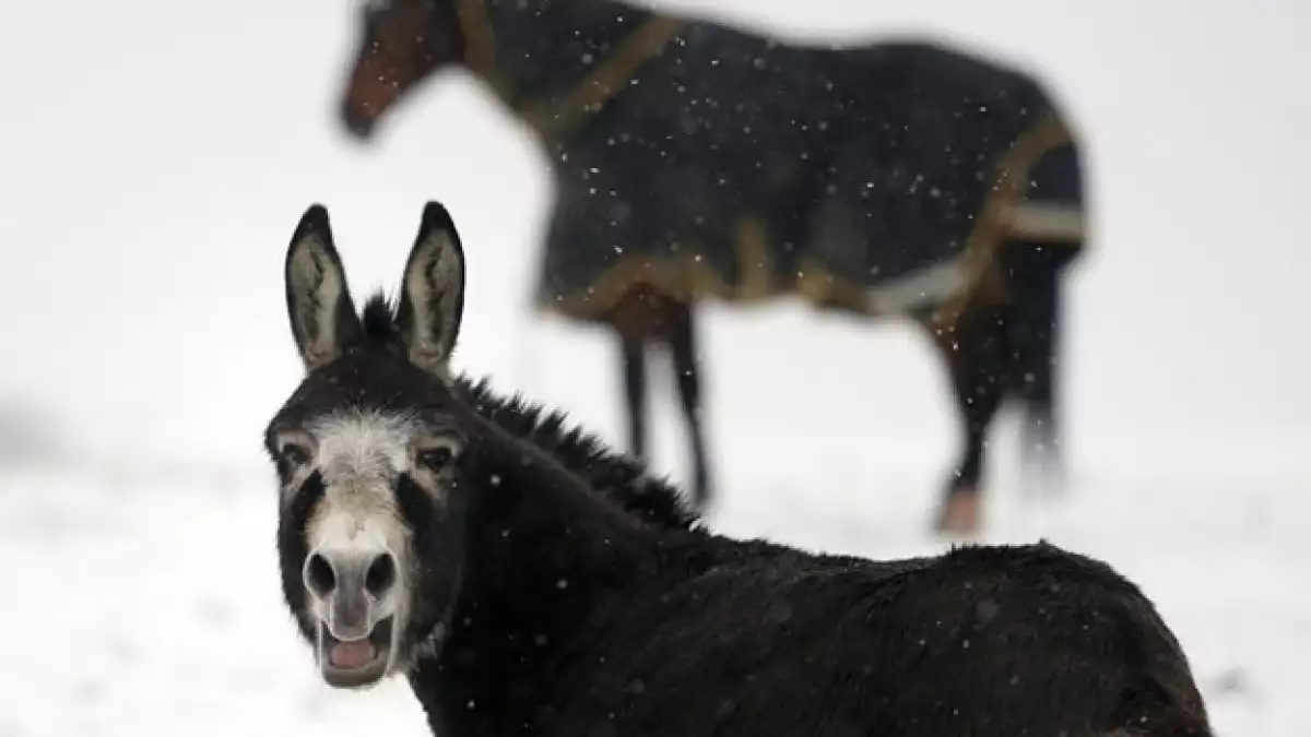 burro y caballo en tormenta de nieve