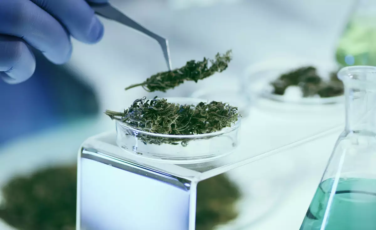 (Fotografía temática sobre la investigación de el uso industrial del cannabis)
