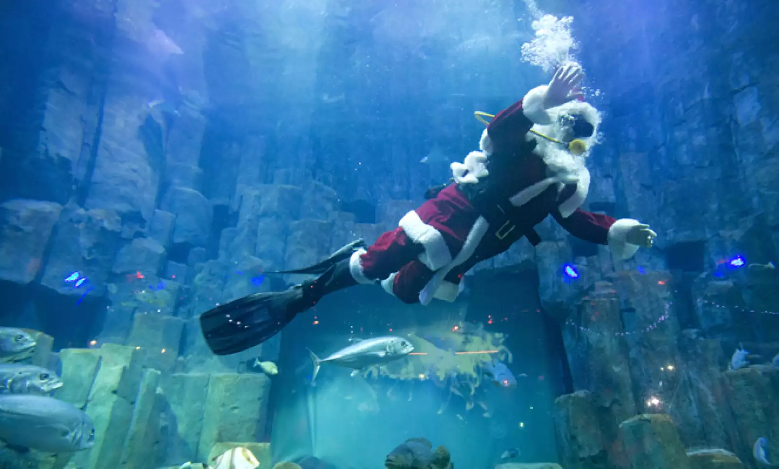 En el acuario de París, Francia, un buzo se disfrazó de Santa Clos para saludar bajo el agua a los niños que lo observaban desde fuera.