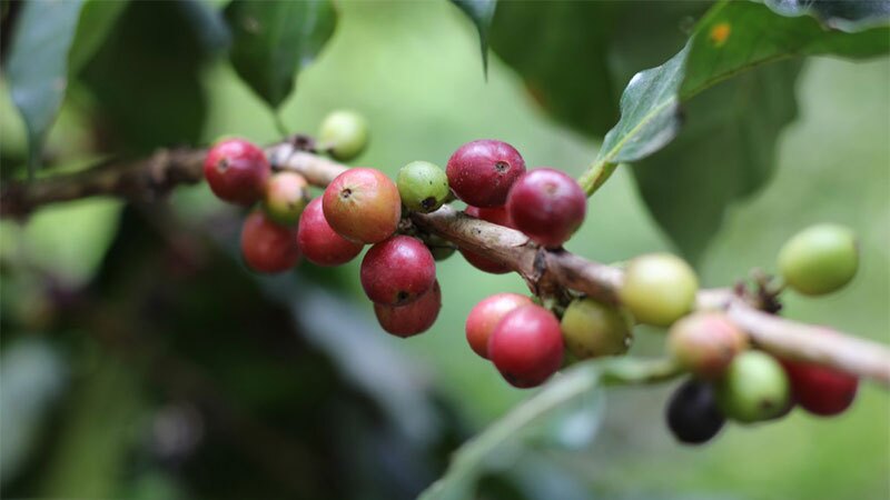 Cerezas de café (Foto: Shutterstock)