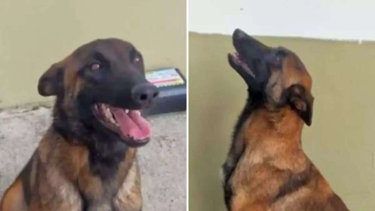 wilson-perro-rescatista.jpg