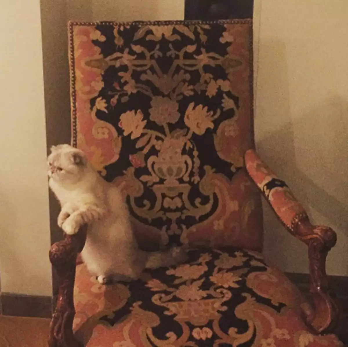 Las gatitas de Taylor son sus más grandes amores.