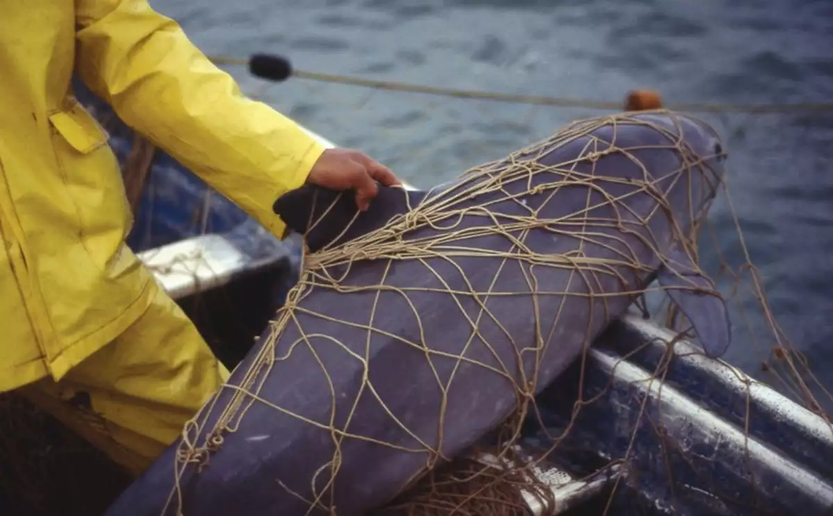 Algunas de las vaquitas marinas quedan atrapadas en las redes de los pescadores