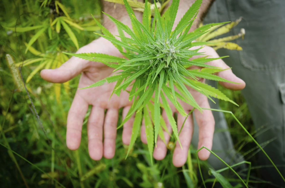 quería convertirse en la primera firma de cannabis en cotizar en el Nasdaq.