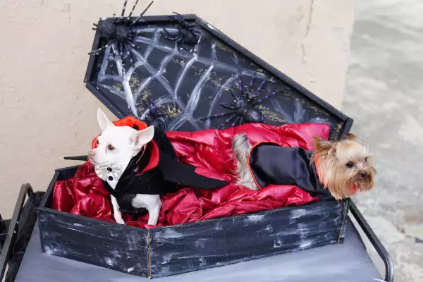 Mascota en Halloween