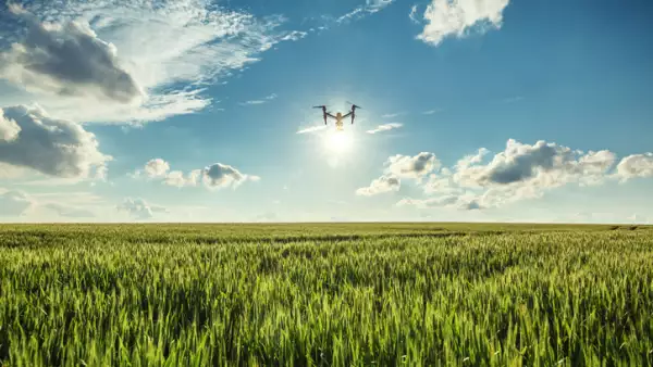 Flying drone and green wheat field