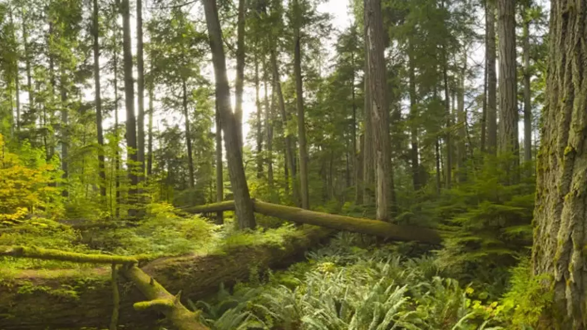 bosques tropicales AL