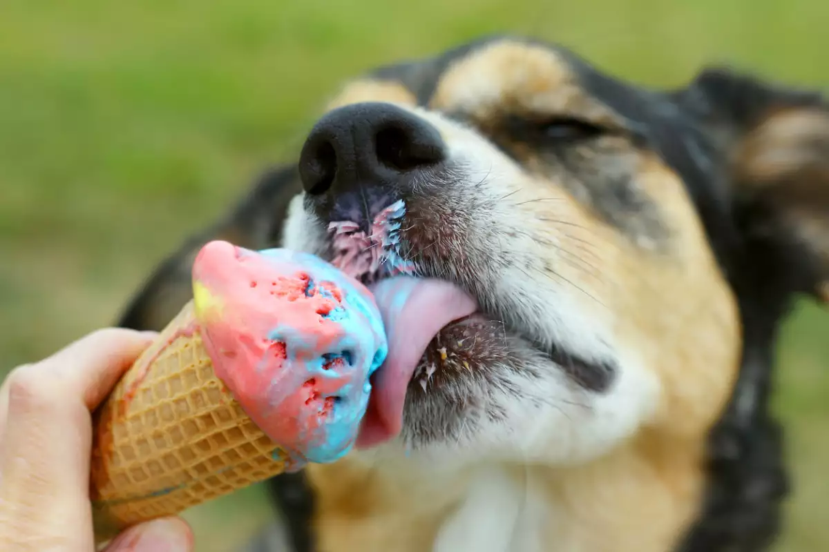 Foto de un perro con los ojos cerrados lamiendo helado de un cono.