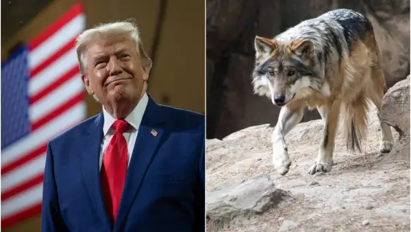 El presidente de Estados Unidos, Donald Trump, a la izquierda y un ejemplar del lobo gris mexicano, a la derecha.