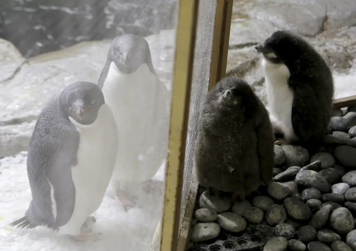 Pingüinos de Adelia