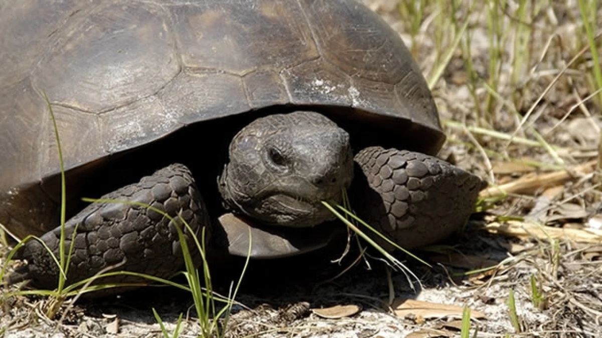 tortuga