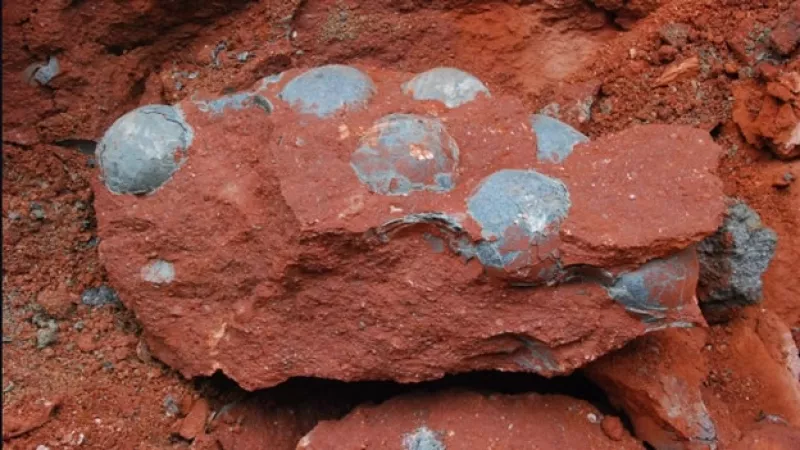 huevos de dinosaurio