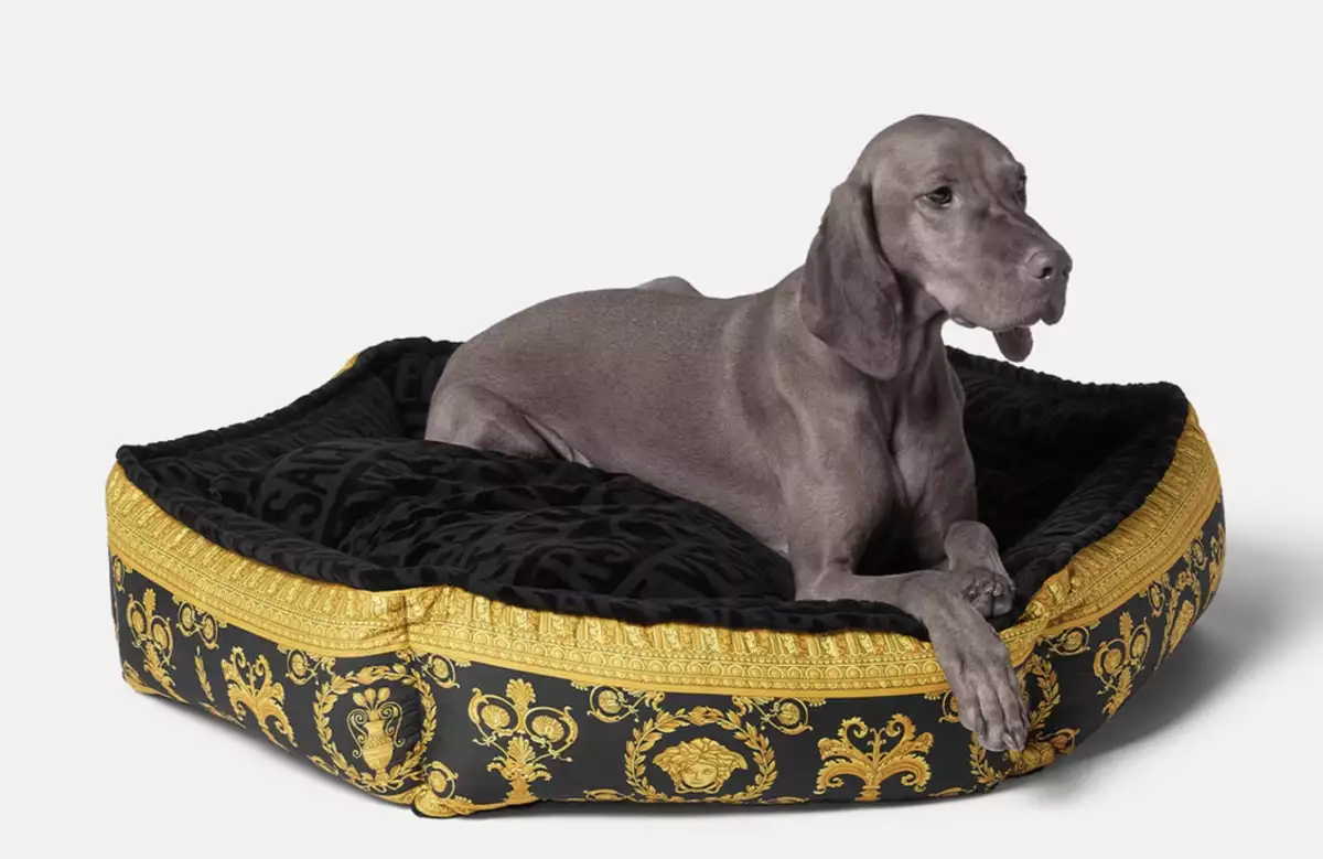 versace perros